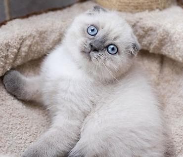 mingəcevir pişik: Şotland yastı qulaq, Ünvandan götürmə, Pulsuz çatdırılma, Ödənişli çatdırılma — 4