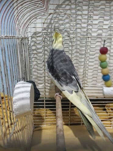 большая клетка для морской свинки: Nimfa (Cockatiel) və qəfəs dəsti - Quş: Nimfa (cockatiel) – boz-açıq — 3