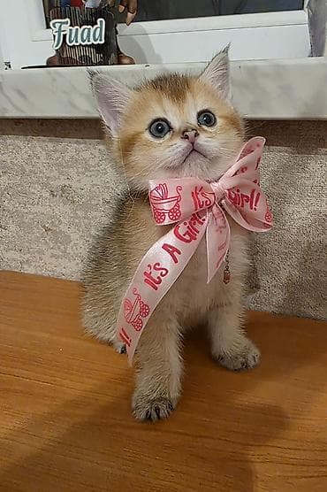 Quşlar: Britan, Dişi — 6