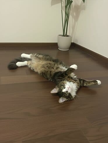 Erkək, Yaxşı əllərə