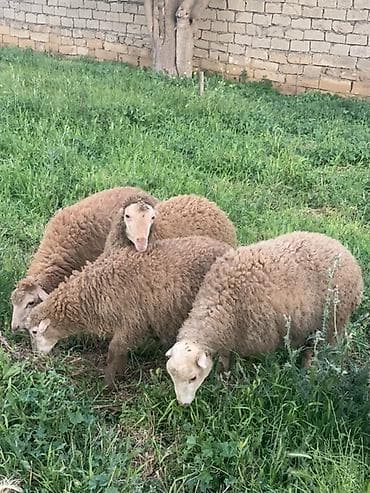 Sağlam quzular satılır 260 manata lalafo.az -da Sağlam quzular satılır 260 manata