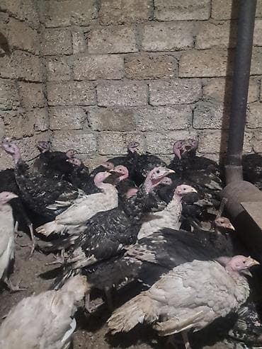 Salam Tam sağlam kesim yararli super heyvanlardir çəki:2,3,4kq kimi 3 lalafo.az -da — 1 Salam Tam sağlam kesim yararli super heyvanlardir çəki:2,3,4kq kimi 3 — 1