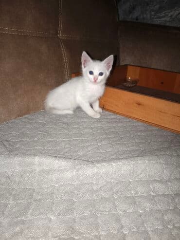 pişik satişi: Yaxşı əllərə — 4