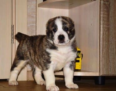 Akvariumlar: Алабай (Alabay) Племенной питомник предлагает щенков среднеазиатской — 10