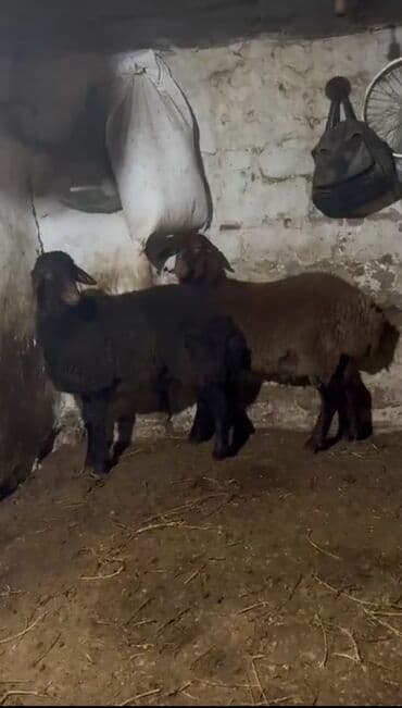 İtlər: 2 erkek 8 ayliqdilar REAL ALİCİLARA ENDİRİM OLACAQ! Temiz qala cinsi — 7