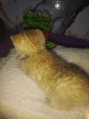 tovuz quwu: Britan — 3