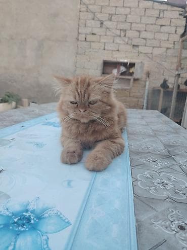 boyumeyen pisik: Fars, Erkək, Yaxşı əllərə, Ünvandan götürmə, Pulsuz çatdırılma — 1
