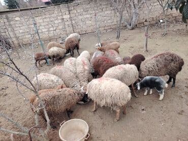 Digər kənd təsərrüfatı heyvanları: Məhsul: Qoyun və quzular Qoyun balası ilə satılır cəm 13 qoyun 13 — 7