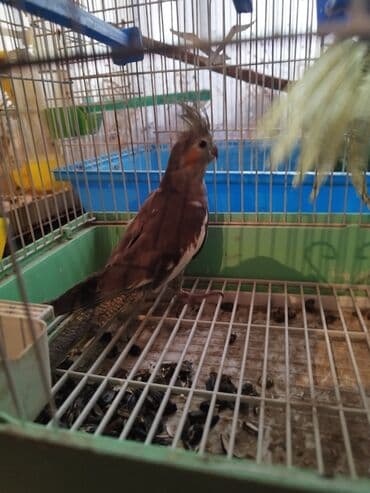 клетка для попугая купить: Korellalar satılır, qiymət bir ədədinə aitdir, cütü 70 manatdı — 2