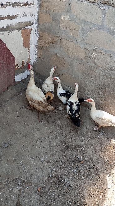 ördək qiyməti: Salam yerli lal ördək lər gündəlik yumurtlayırlar dişi Lər 20 manat — 1