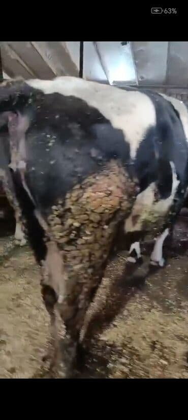 Digər kənd təsərrüfatı heyvanları: Salam aleykum super 2 dene iney diler cüt 6400 diyilir razılaşmaq olar — 7