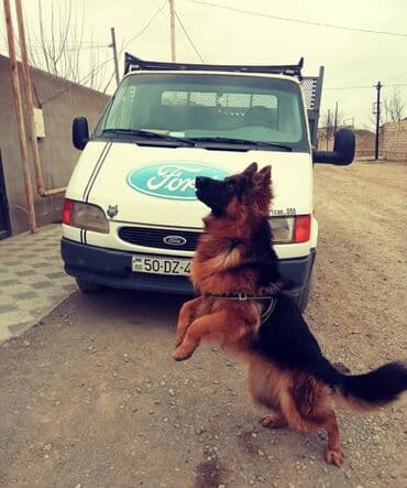 немецкие овчарки щенки купить: Немецкая овчарка, Самец — 5