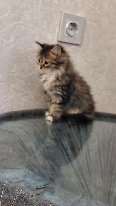 Tabbi, Dişi, Yaxşı əllərə