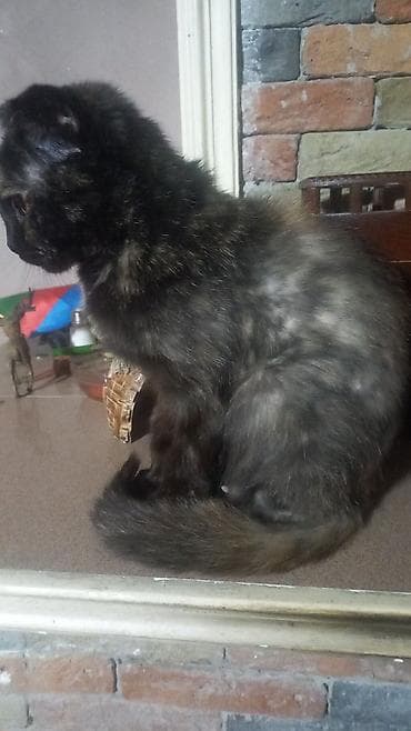 sirin heyvan adlari: Şotland yastı qulaq, Dişi, Yaxşı əllərə, Ünvandan götürmə — 2