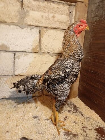 Qiymete göre narahat etme barterde yoxdu