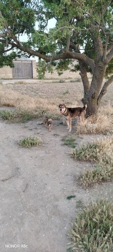 qapi iti: 3 il, Erkek, Peyvəndli, Ünvandan götürmə — 11