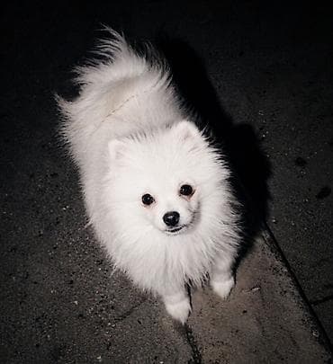 Şpitz, 4 ay, Dişi, Peyvəndli, Ünvandan götürmə