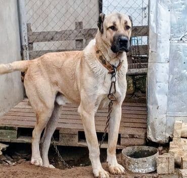 отдам собаку в хорошие руки: Qurdbasar, 2 il, Erkek — 2