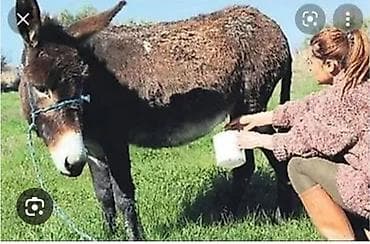 Eşşəy südü istəyən zəngeləsin ünvan xocəsəndə gəlirsiz göz qabağında
