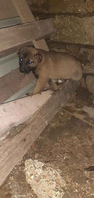 şpitz itləri: Kanqal, 1 ay, Erkek — 3