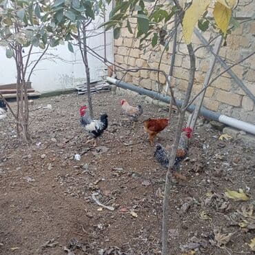 şotland sallaqqulaq pişiyi: Yeri 25 AZN XARKO 30AZN HAMISI XORUZDU — 5