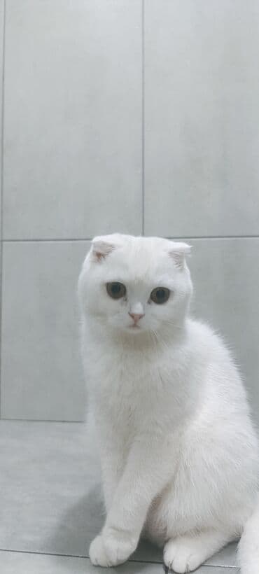 pişim: Şotland, Dişi, Yaxşı əllərə, Ünvandan götürmə, Rayonlara çatdırılma, Pulsuz çatdırılma — 1