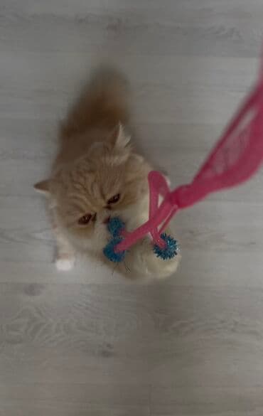 Gəmiricilər: Fars — 2