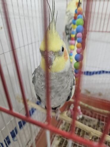 tutu guşu: 2 ədəd Korella tutuquşuları satılır. biri disi (Luna) biri erkekdi — 6