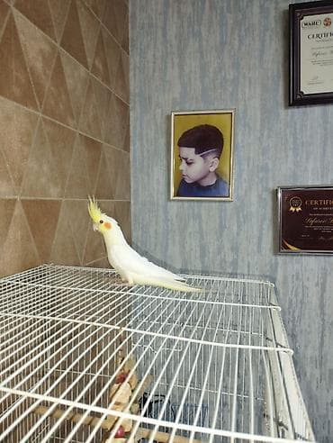 qeweng it adlari: Nimfa (Cockatiel) və dalmatian rəng çalarlarında dalğalı tutuquşular — 7