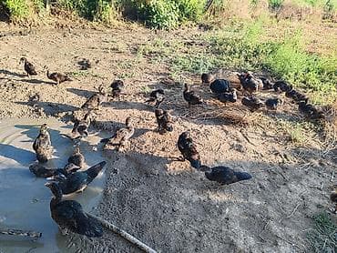 Lal ördək razılaşma yolu ilə nömrədə vatsap yoxdur 40 dənədir 4 — 5