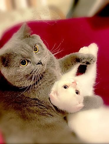 it pişik: Britan — 3