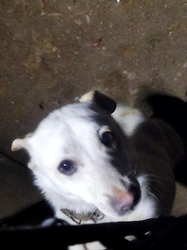 balaca it cinsleri: Balaca ölçülü it – ağ tüklü, qulaqları və belində açıq qəhvəyi — 5