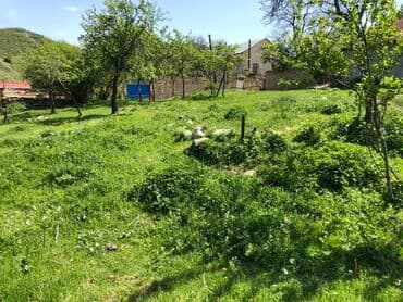 yeni əmlak sumqayıt: 30 sot, Kənd təsərrüfatı, Mülkiyyətçi, Kupça (Çıxarış) — 9