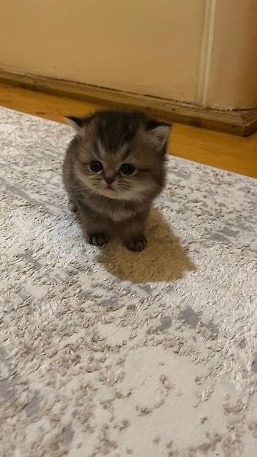 golden pişik: Britan, Erkək, Dişi, Yaxşı əllərə, Ünvandan götürmə, Pulsuz çatdırılma, Ödənişli çatdırılma — 1