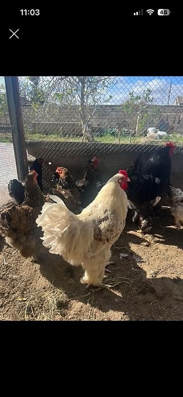 Toyuq, Brama, Damazlıq — 1