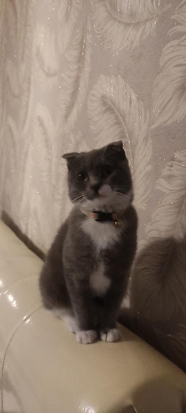 K/t heyvanları və malları: Şotland yastı qulaq — 3