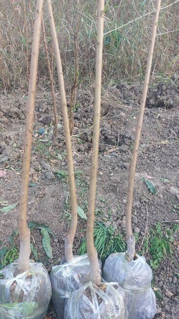 zeytun sirniyyat quba: Satış: ağac tingləri (köküstü açıq və torpaq komlu) Məhsul təsviri: - — 3