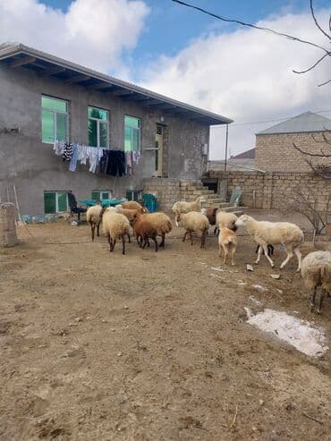 cuce ve xoruz: Qoyun sürüsü – yerli cinslərin qarışığı - Şəkillərdə kənd həyətində — 9