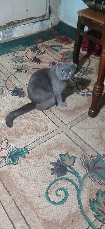 Şotland yastı qulaq