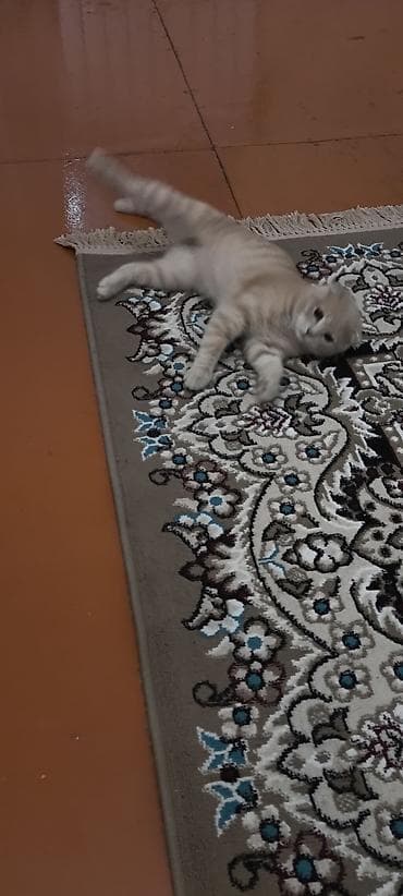 K/t heyvanları və malları: Şotland — 3