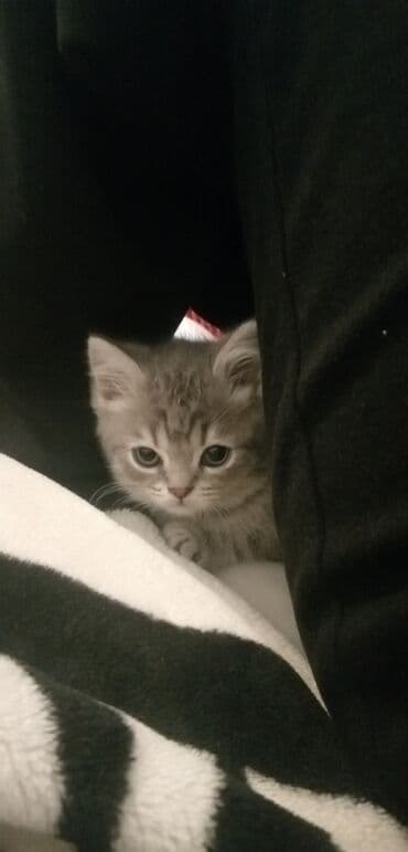 pişik satisi 2020: Шотландская, Самец, Самовывоз — 2