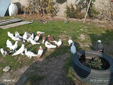 С/х животные и товары: Salam quşdar kom satilir biri 10 manatan içində yakabində var bahalı — 1