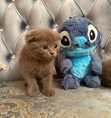 Şotland yastı qulaq