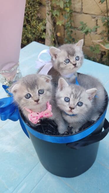 itlerin satisi bakida: Şotland — 3