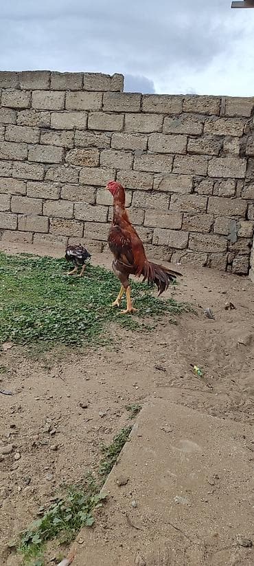 cuce satisi 2020: 11 aylıq becedu yaxşı cins heyvandi heç bir prablemi yoxdur iri — 1