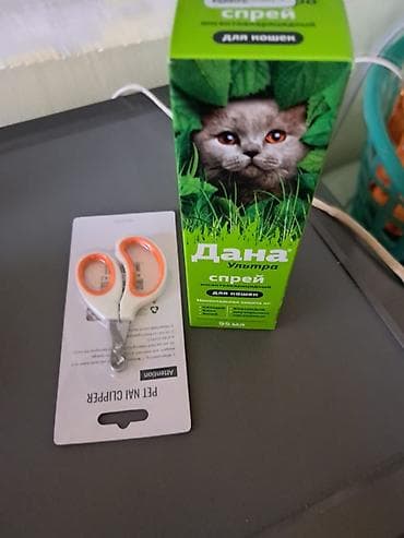 şotland pişiyi satisi: ‼️ Təcili Satılır. ‼️ 8 aylıq cins pişiy erkəy Tam sağlamdı Qiymət — 4