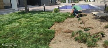 suni qazon satışı: Qazon sifarişi danimarka toxumuylə əkilən qazondu vila parklar uçun — 4