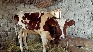 Quşlar: Simental Düye satılır — 1