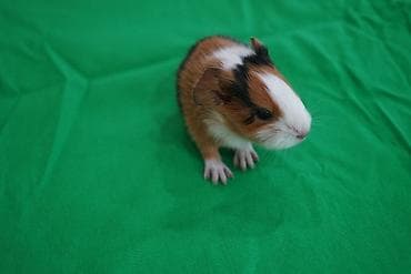 su donuzcuğu: Tam sağlam, cins dəniz donuzcuqları satılır. ​Cinsi: İngilis hamar — 2