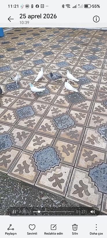 goyerçin yuvasi: - Növlər: ev güvercinləri, uçan və bəzək məqsədli tiplər - Rənglər — 2